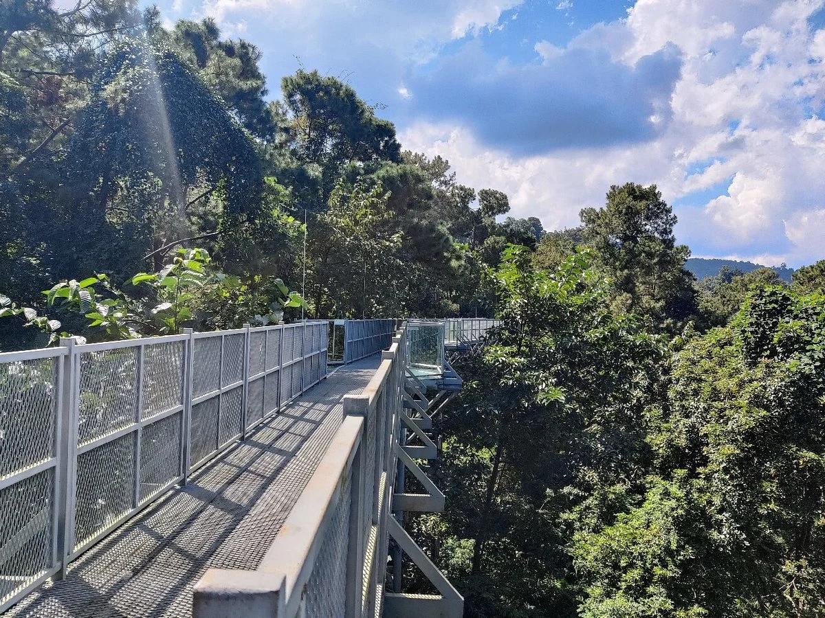 Canopy Walkway