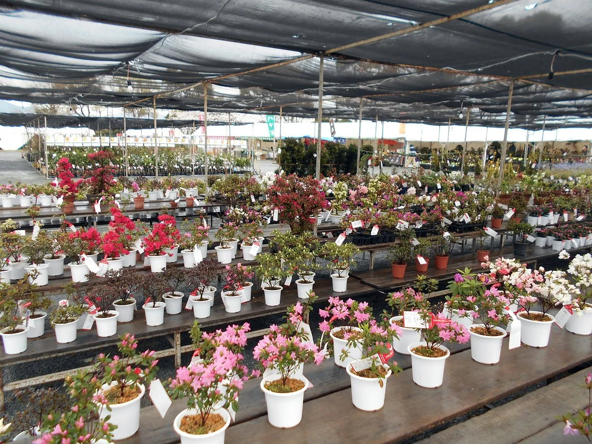 Kurume Azalea Festival