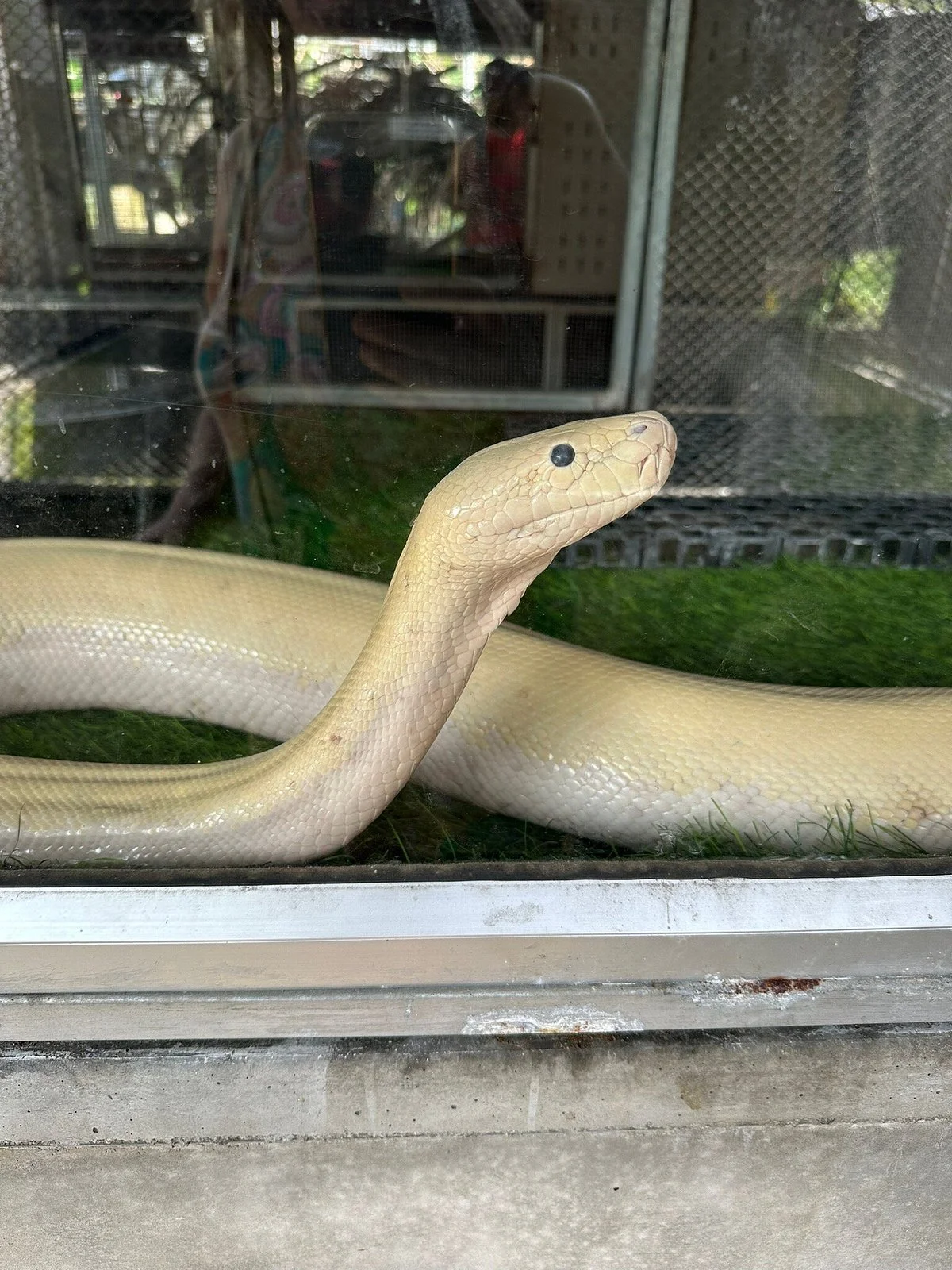 Cobra Show Thailand