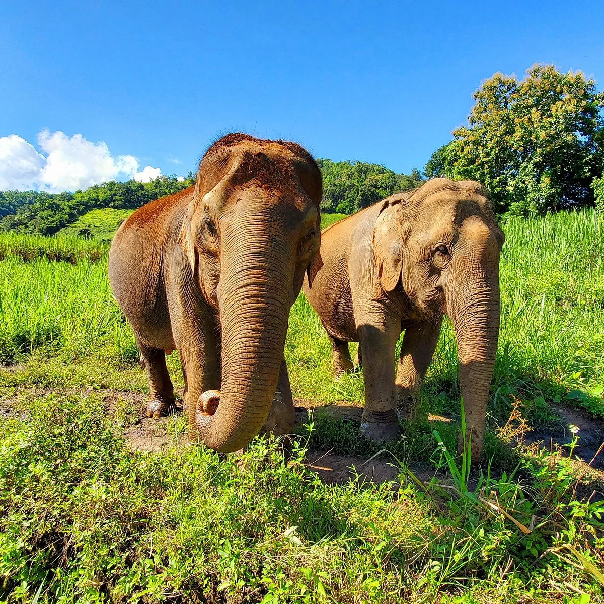 Elephant sanctuary care Park