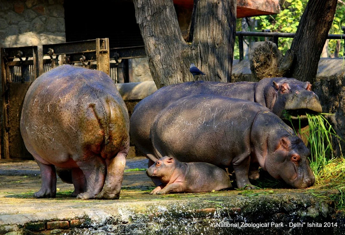 National Zoological Park of Delhi