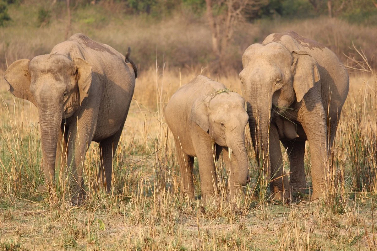 Rajaji Tiger Reserve