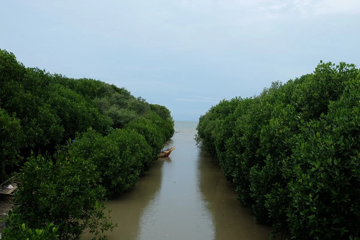 Pandansari Mangrove Forest