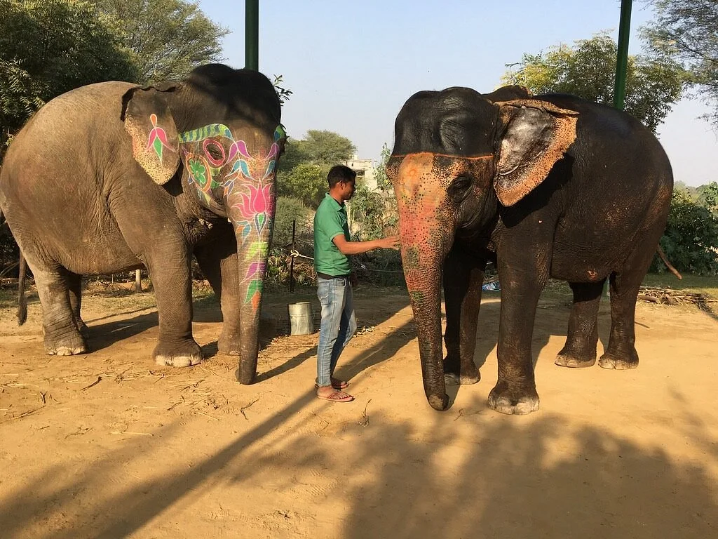 Ele Jaipur