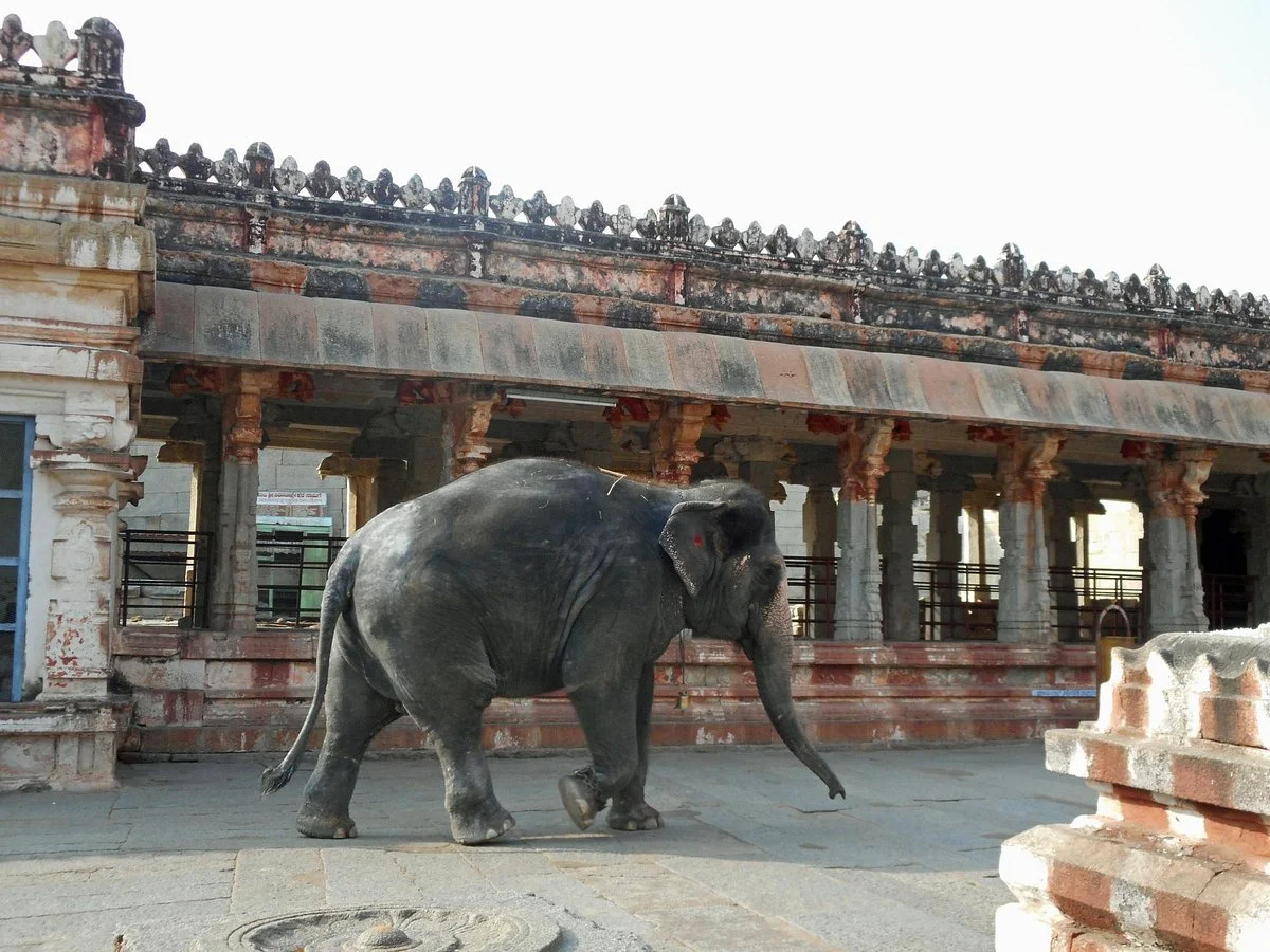 Lakshmi the Elephant