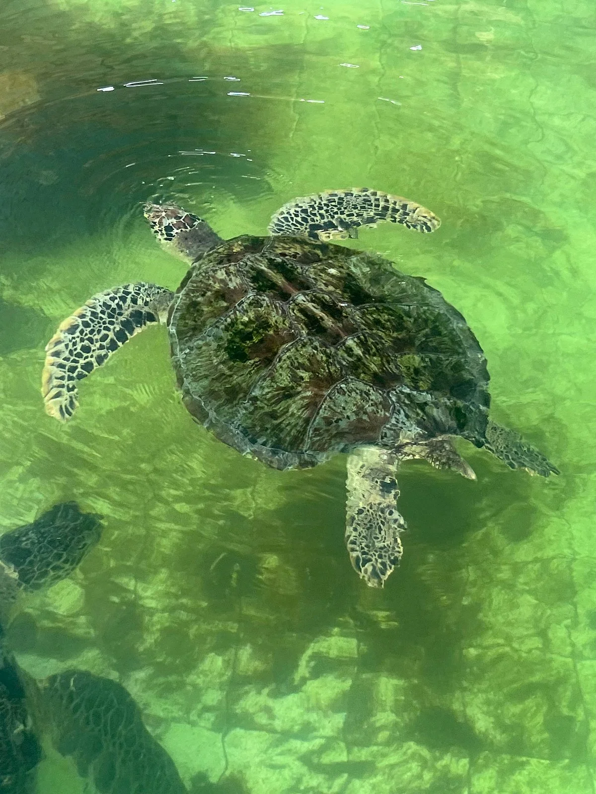 Turtle Conservation and Education Centre