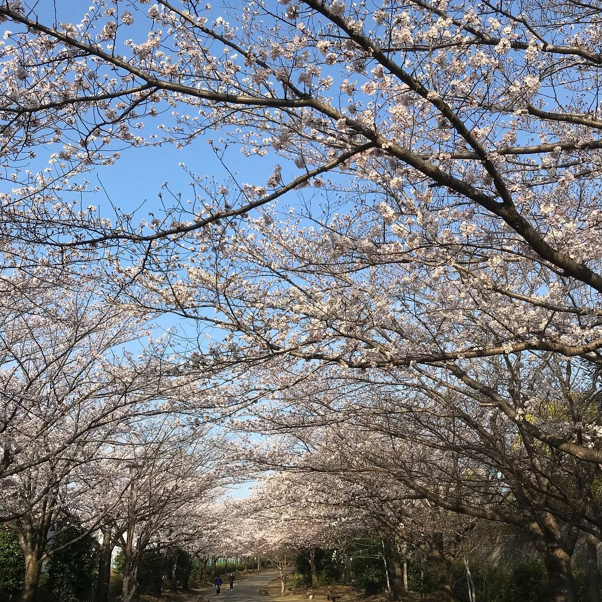Oyumino Haru no Michi