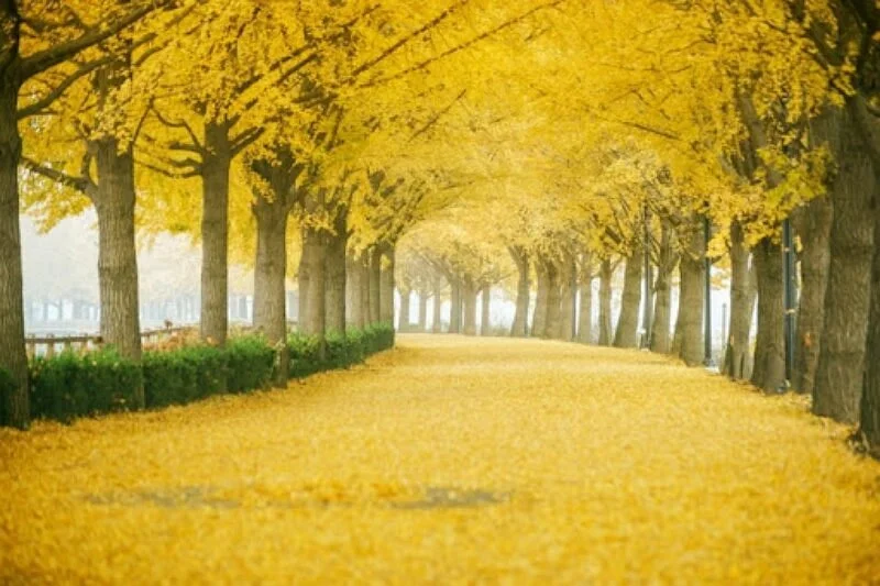 Gingko Tree Road