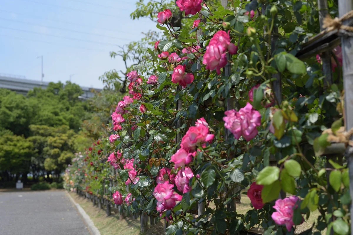 Bannosu Park