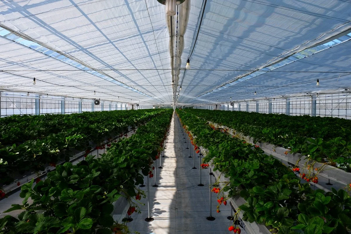 Strawberry Farm Ichigo Meguri