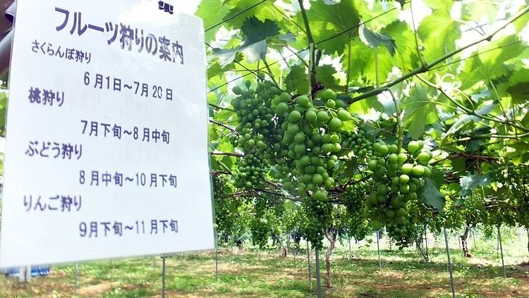 Hanagasa Kanko Fruit Farm