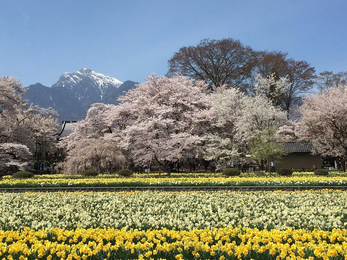 Yamataka Jindai Cherry Blossom