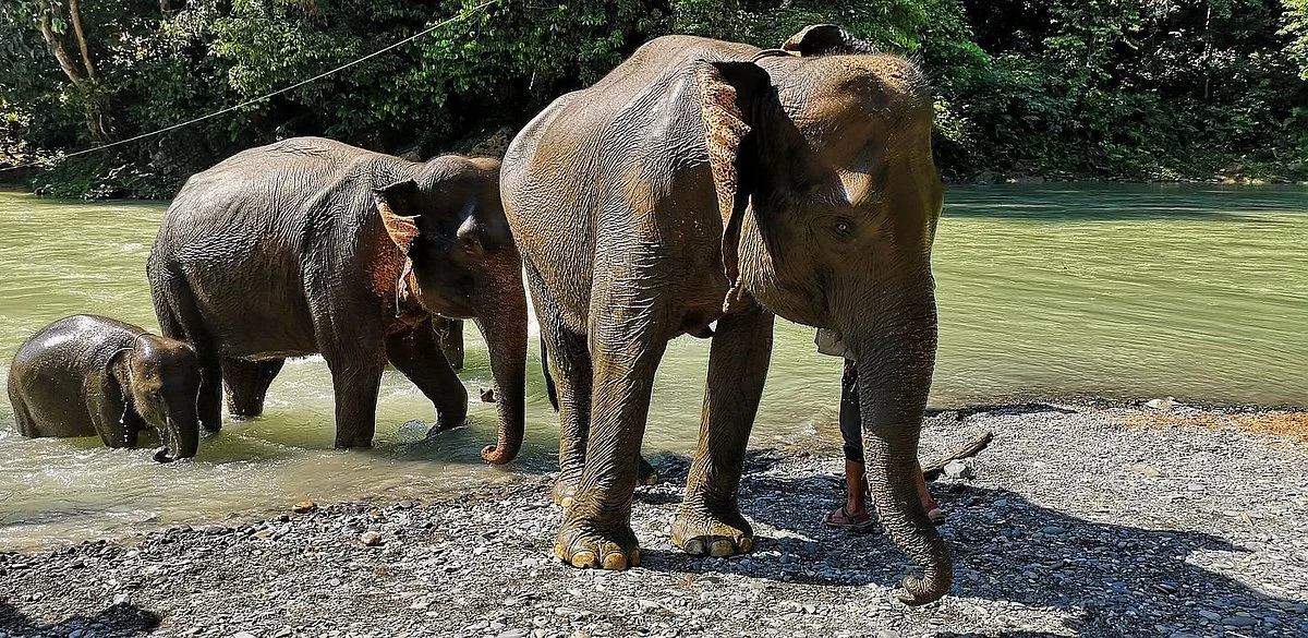 Elephant Camp