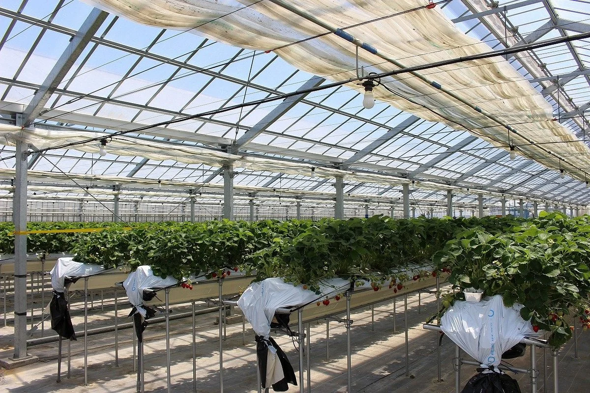 Wadakanko Strawberry Association