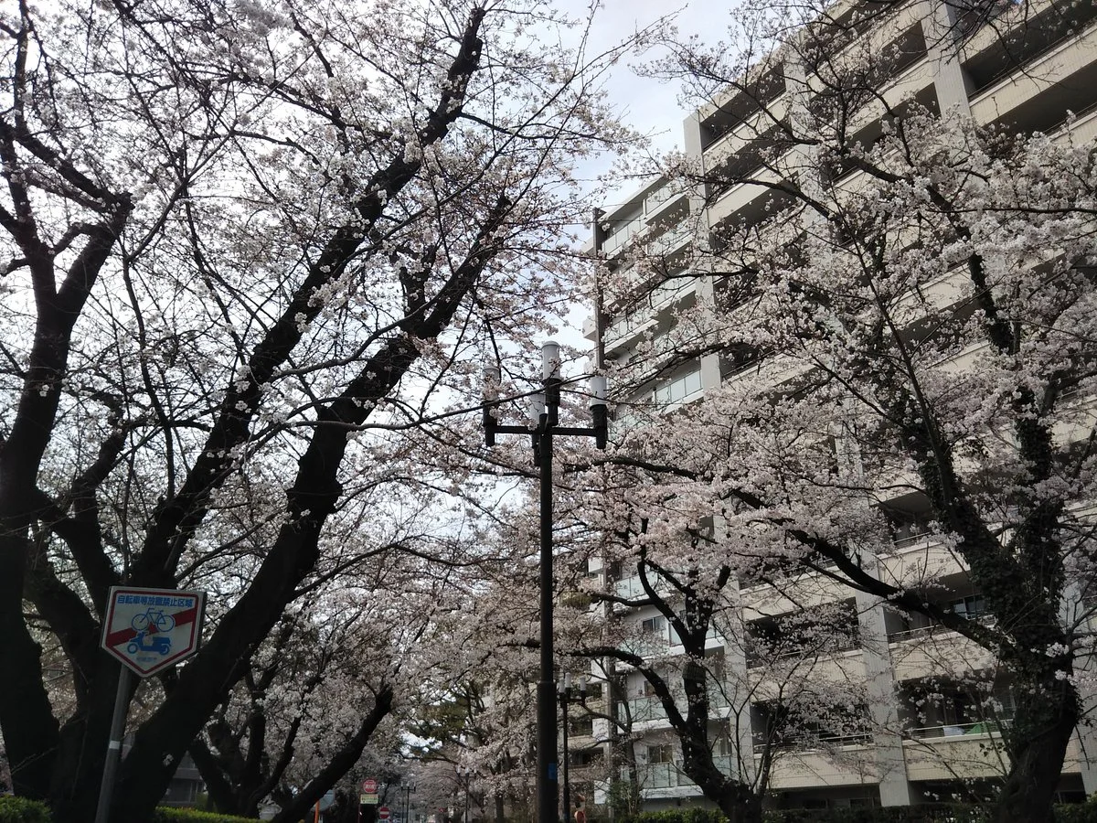 Higashirinkansakura Park
