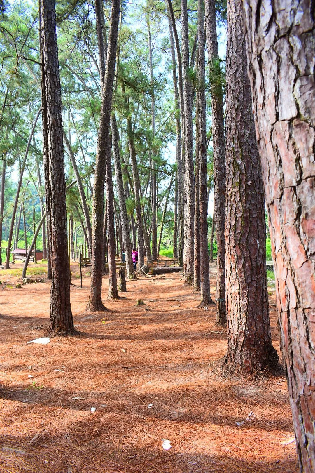 Terap Pine Forest