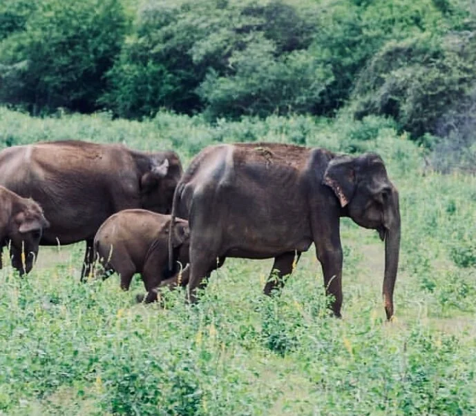 Lunugamvehera National Park