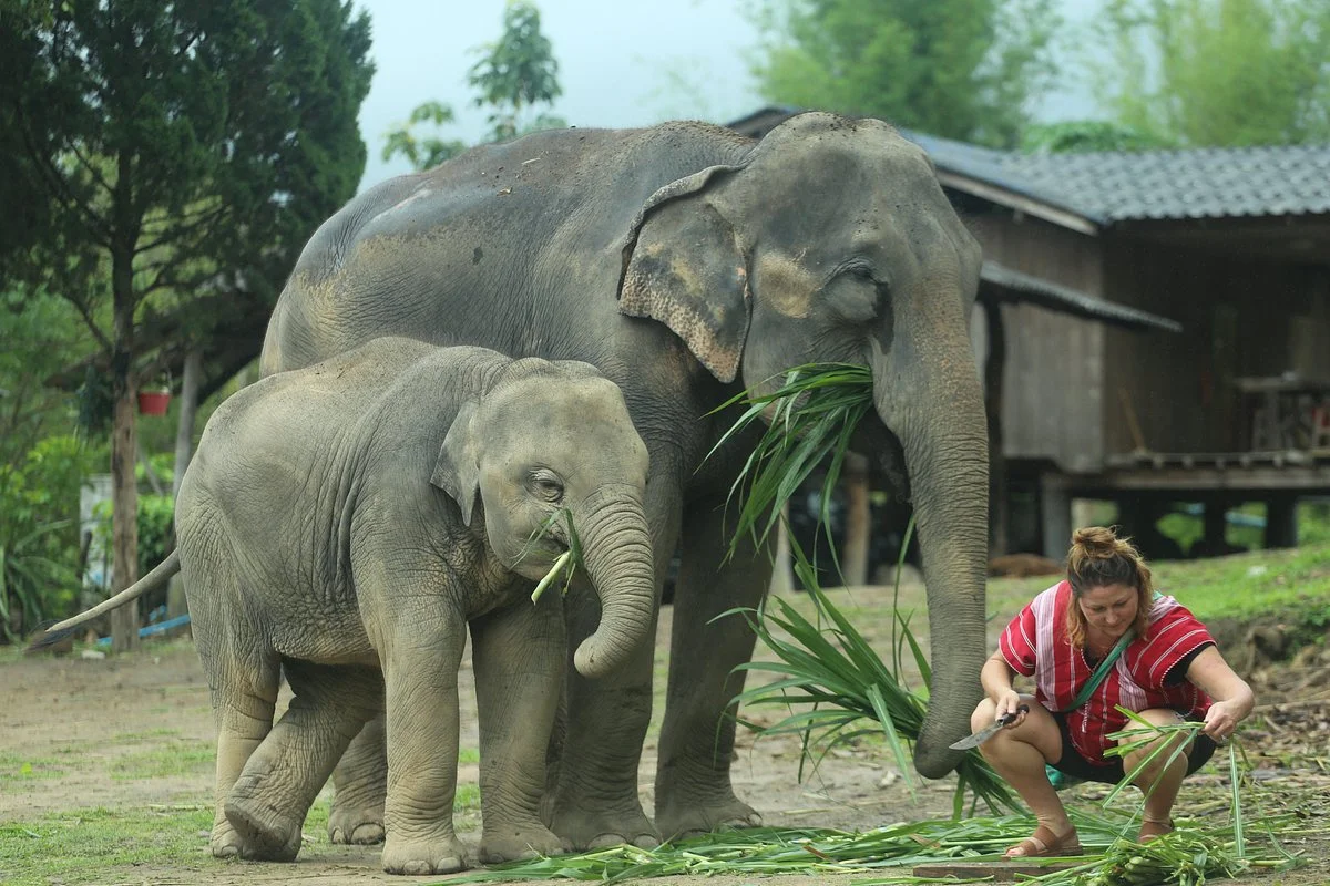 Karen’s Tribe Native Elephants