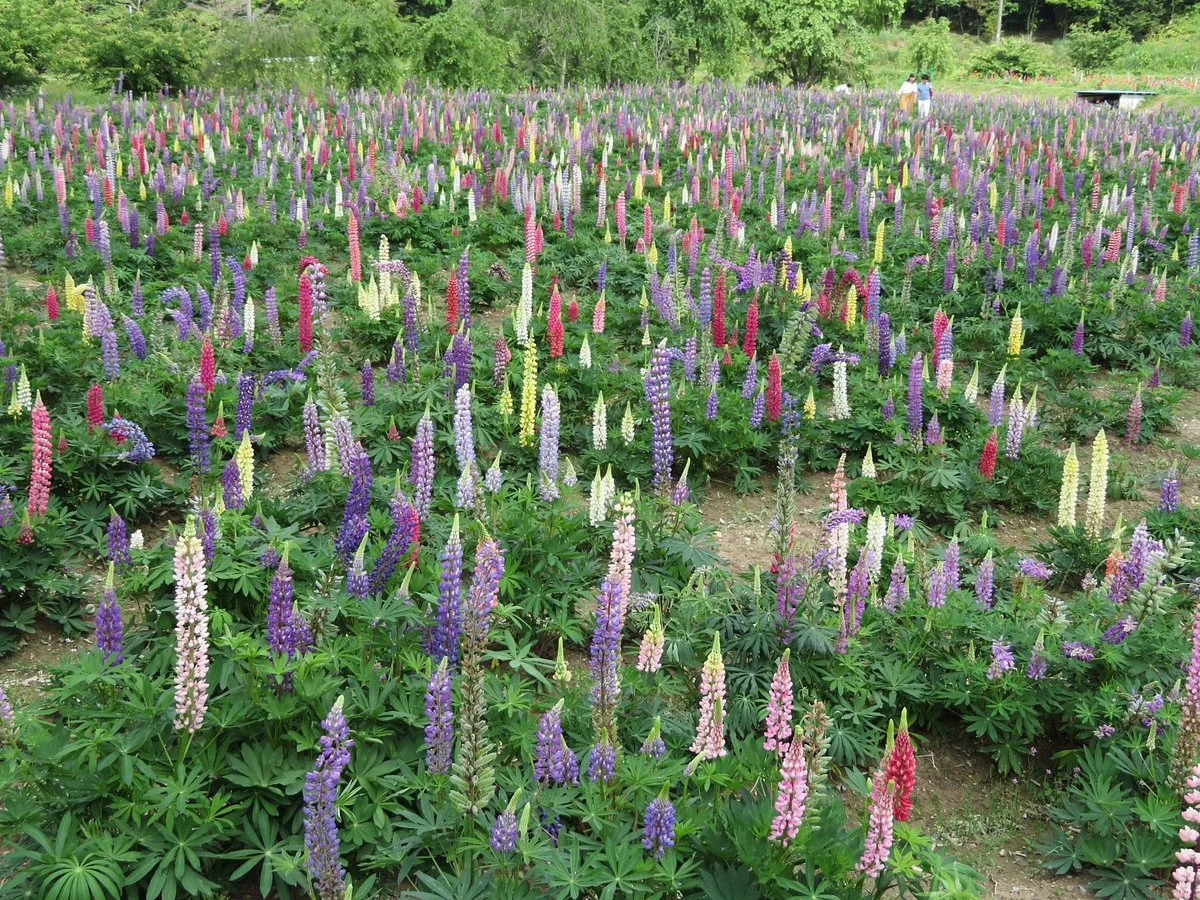 Lupinus Field