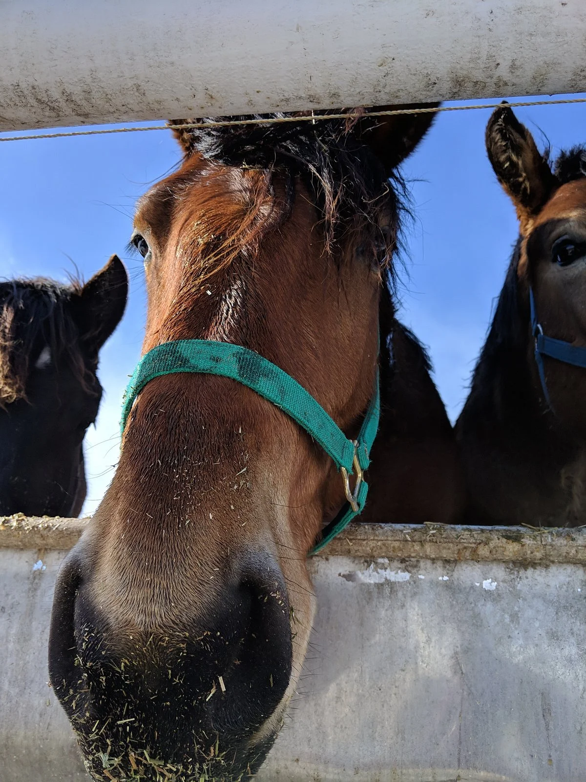 Banei Horse Ranch Tokachi
