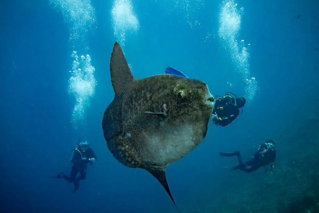Mambo Dive Resort