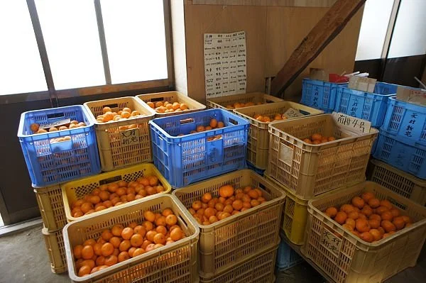 Fruits Land Oshima
