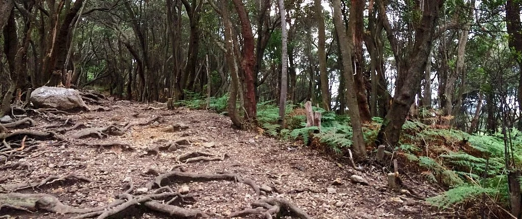 Mount Patuha