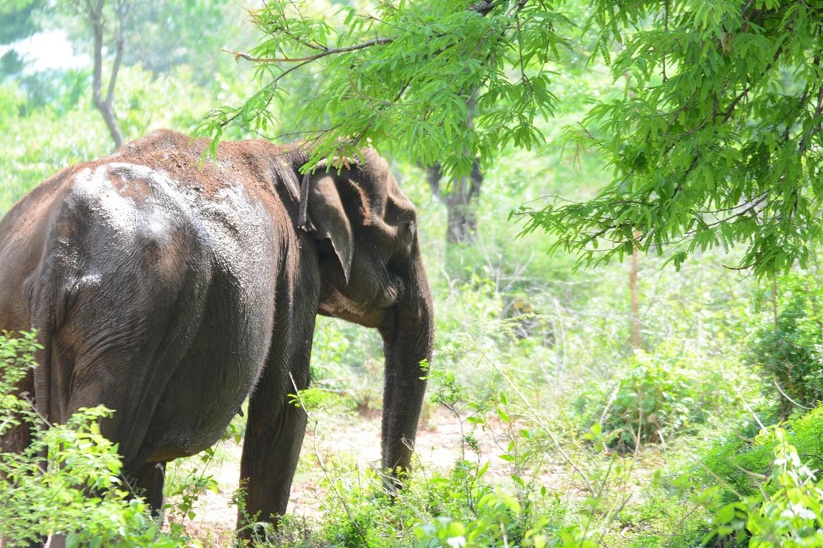 Sathyamangalam Tiger Reserve