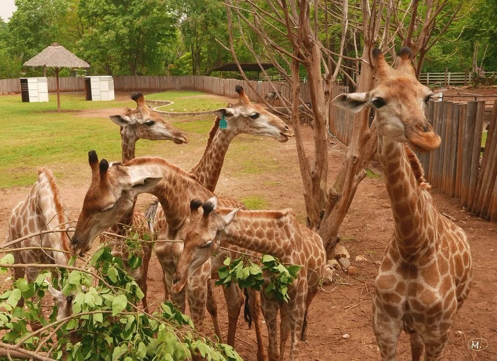 The Bonanza Exotic Zoo