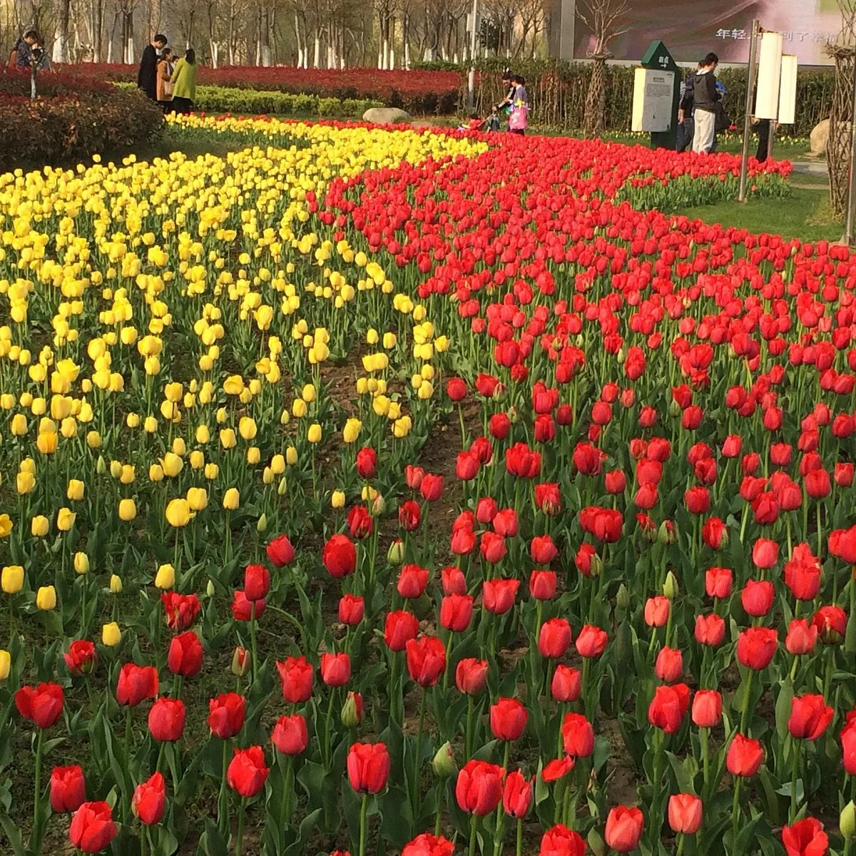 Yandu Park