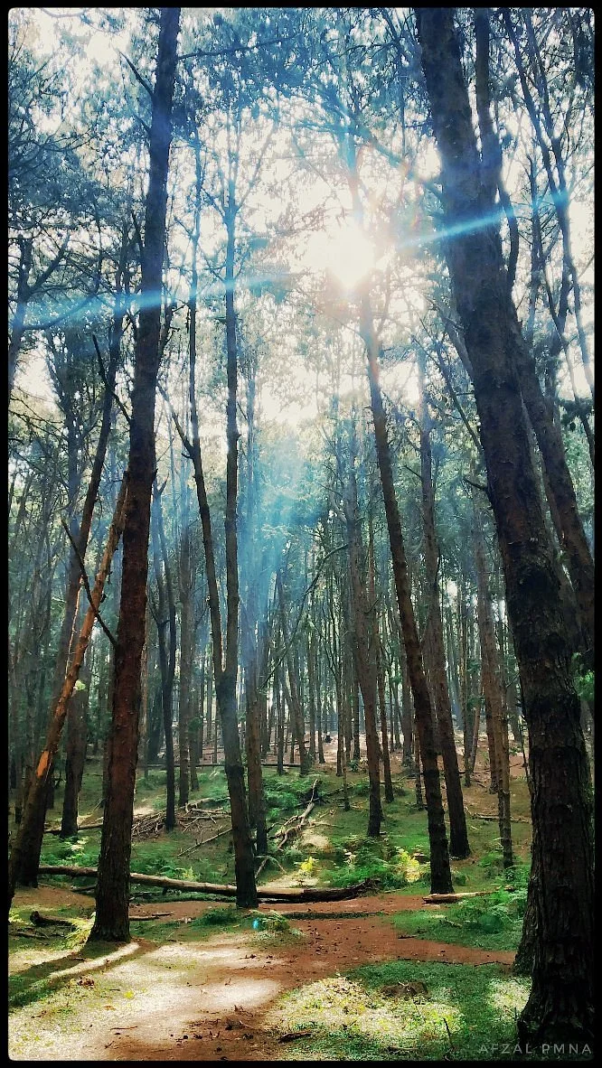 Pine Forest