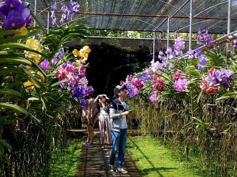 Sai Nam Phung Orchid Farm
