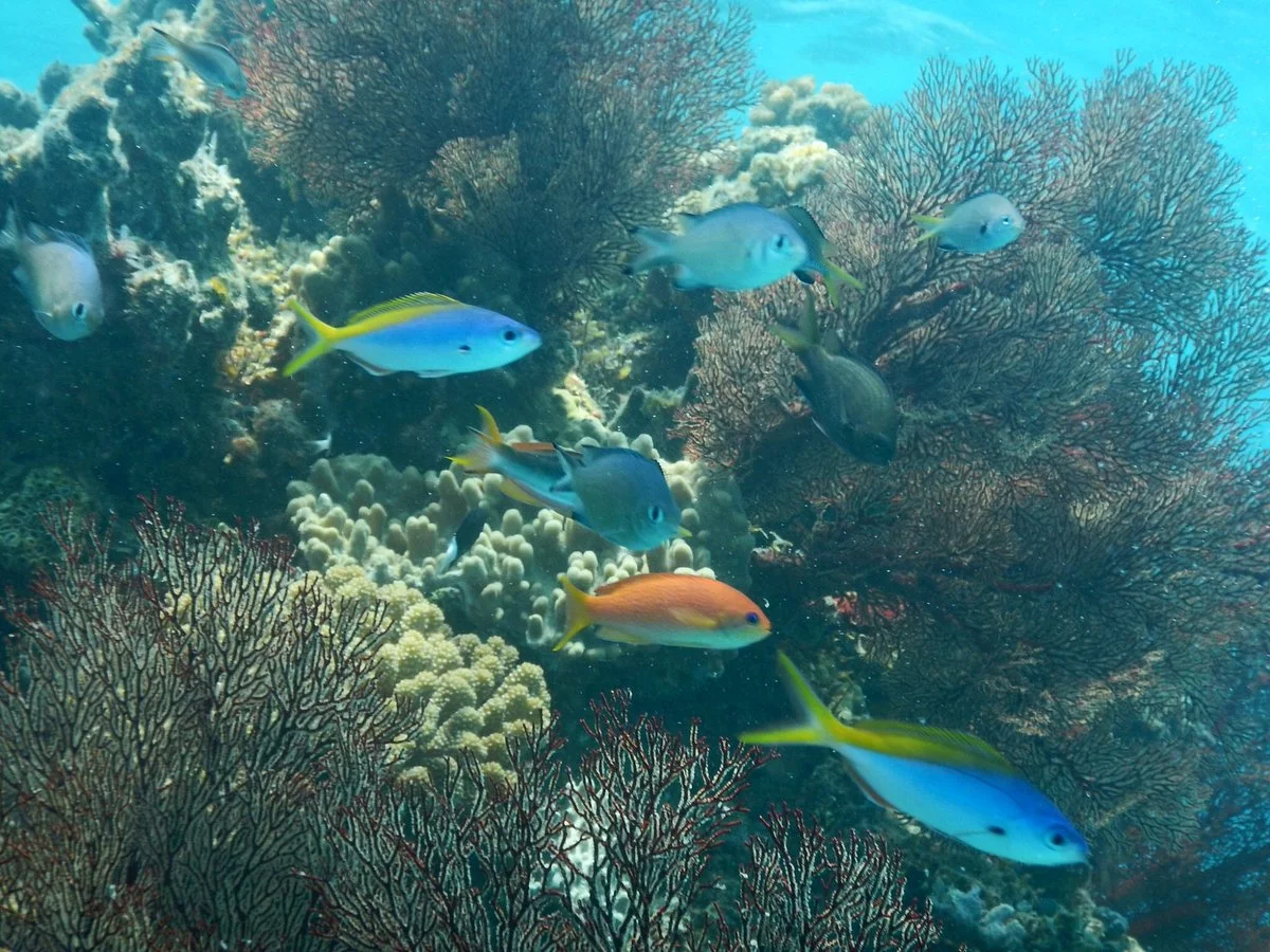 Panari Ryugunone