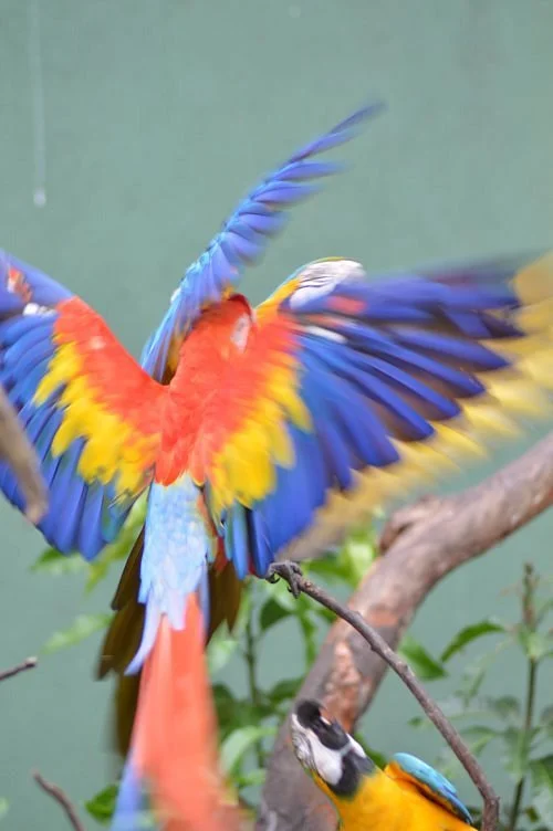 Dehiwala Zoological Garden