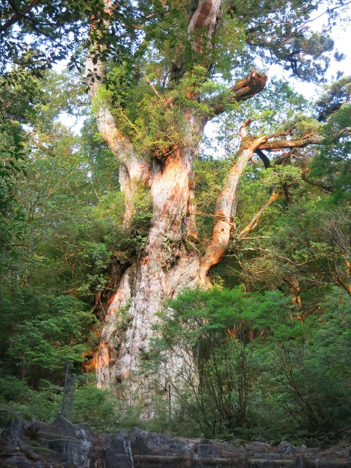Jomonsugi