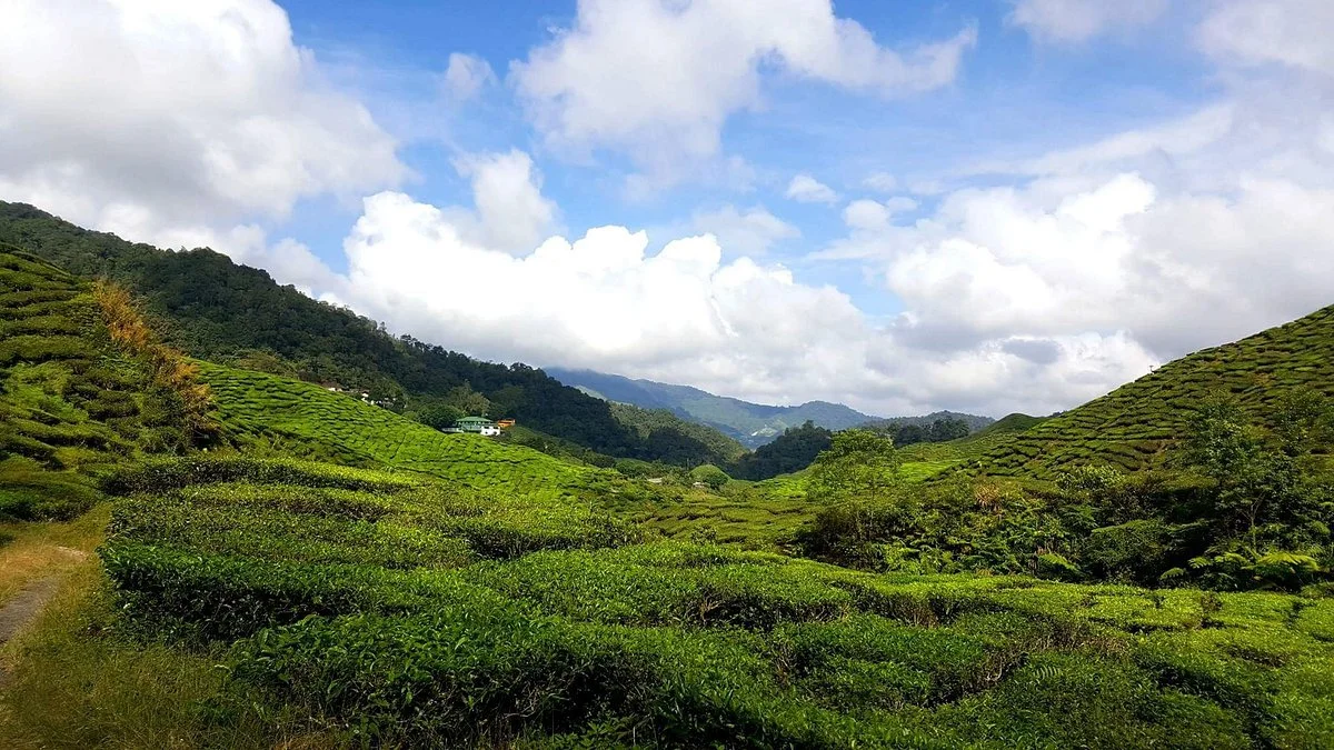 Cameron Highlands Trail No. 10
