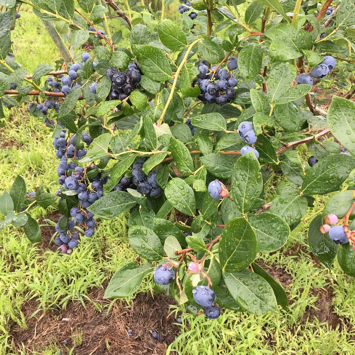 Farm Koganeya