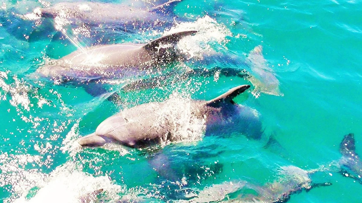 Dolphin Marine World