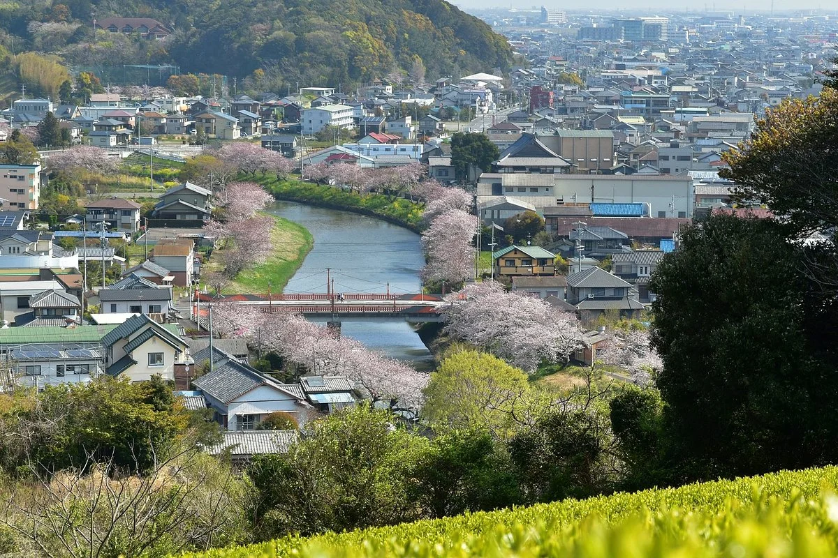 Katsumata River Cherry Blossoms
