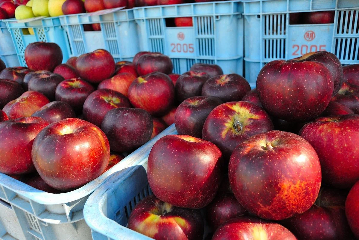 Arai Apple Orchard