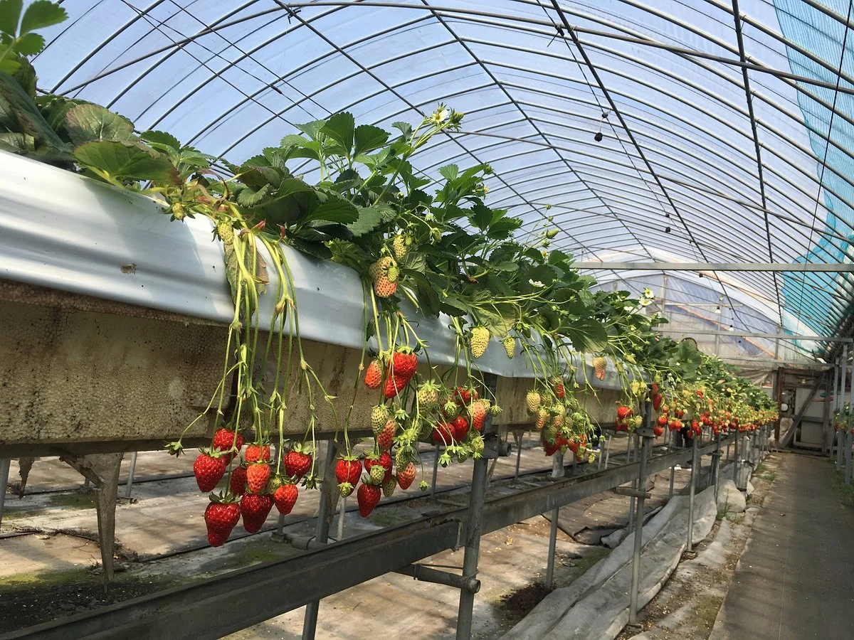 Yuasa Farm