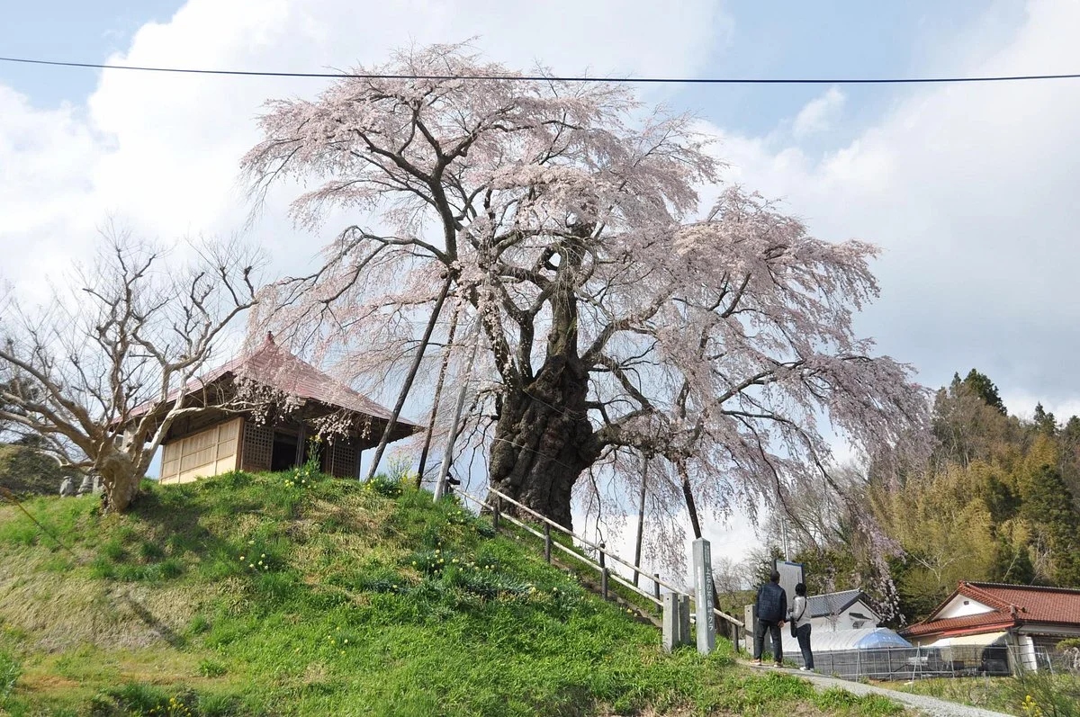Ageishi Fudo Cherry Blossoms