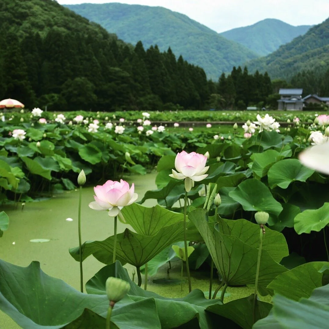 Hanahasu Park