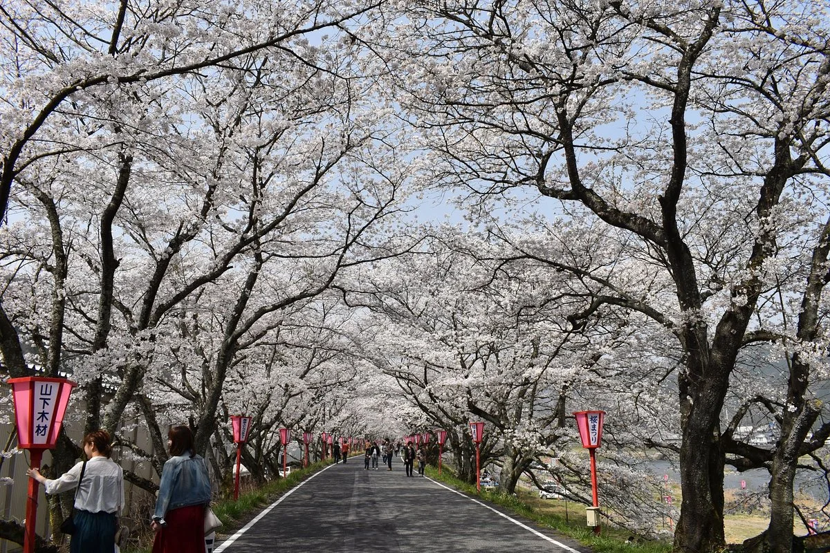 Kuse Sakura Tunnel