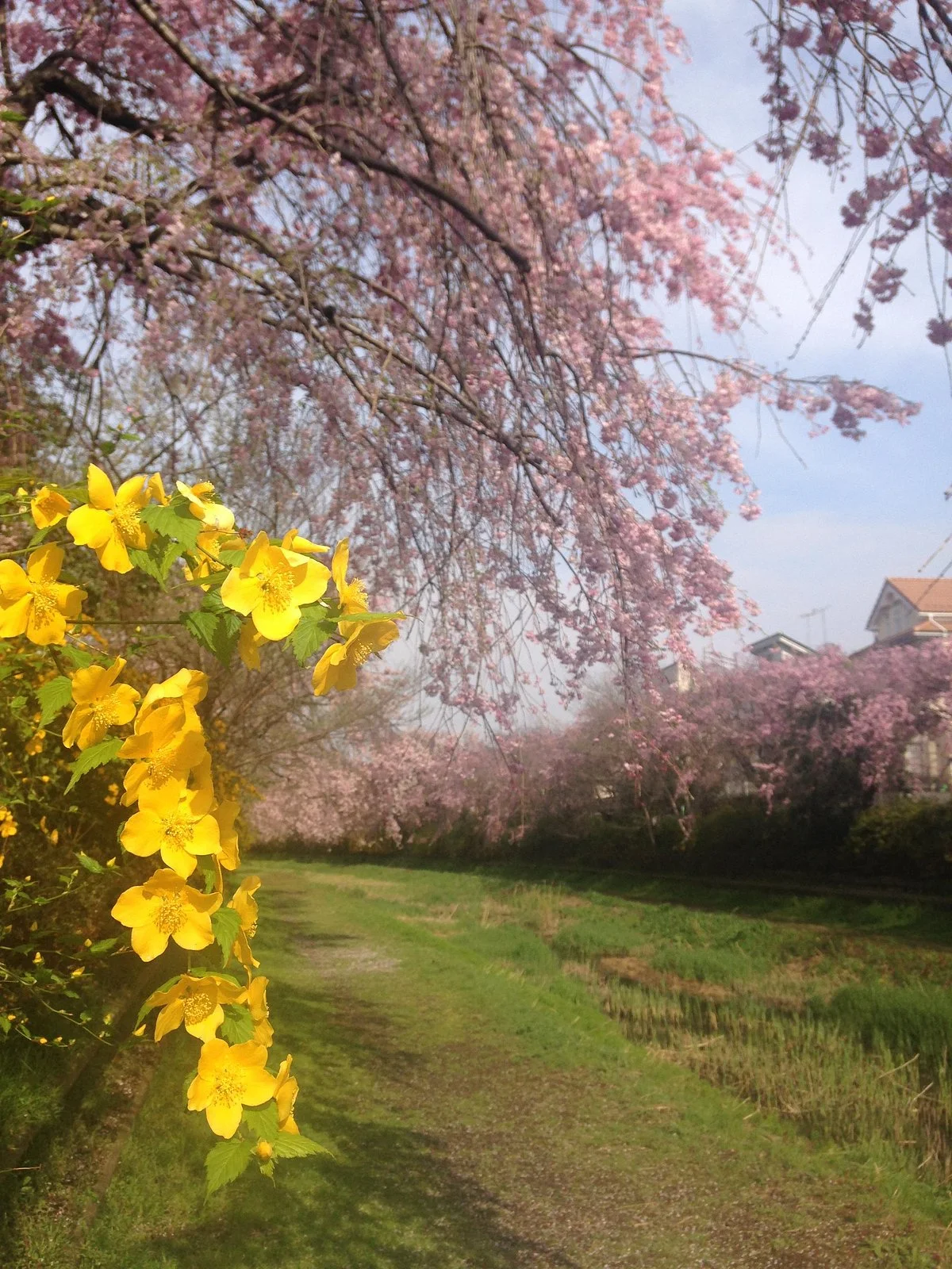 Musashino Park