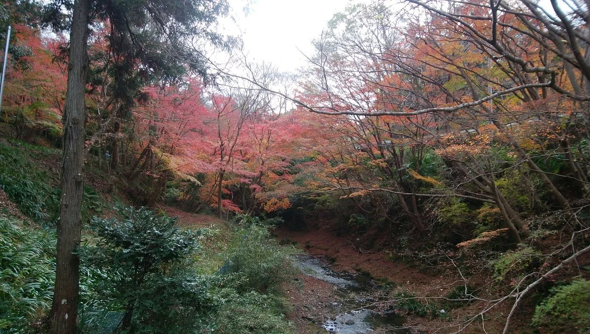 Maple Road