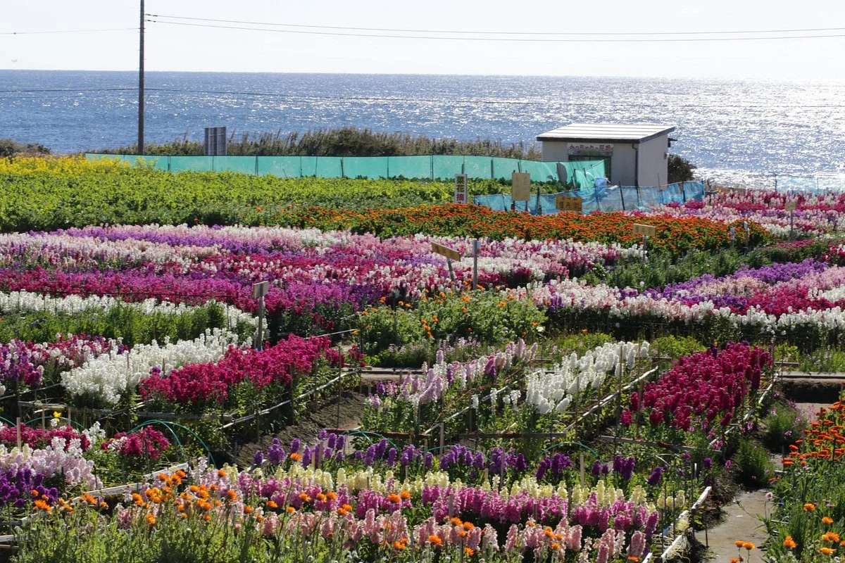 Flower Fields of Chikura-cho