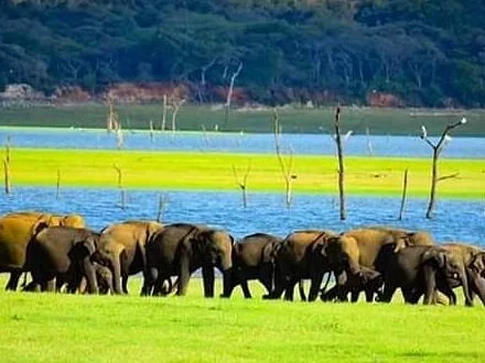 Minneriya Safari