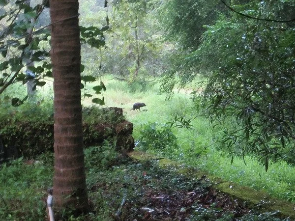 Kareem's Forest Park