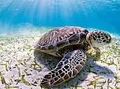 Sea Turtle Farm Galle Mahamodara